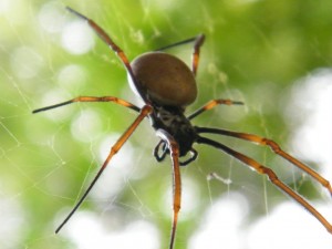 The Orb Weaver Spider
