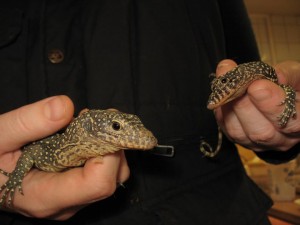 Damian with his Leopard Lizards. Photo: Zivile Gudeliunaite
