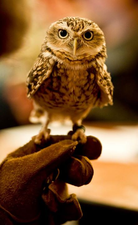 A night face to face with Hedwig