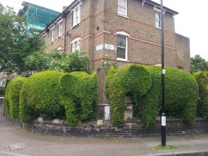 Best Small Neighbourhood - Elephant Hedge on Ambler Road. [Picture from Islington Media]