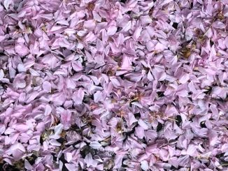 Let It Bloom