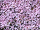 Let It Bloom