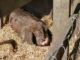 ‘Intrusive’ development sparks concerns for city farm