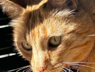 Increase in number of homeless pets in London