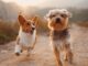 Coronavirus and pets: What’s changed?