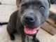 Cost-of-Living Crisis: More pets being abandoned by owners