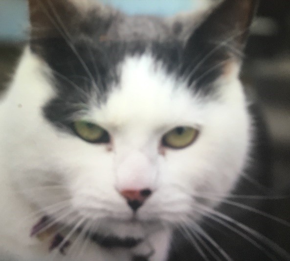 Cat Ripper At Large