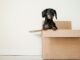 Moving home: it’s a stress test