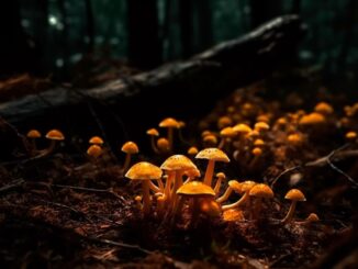 Mushrooms: Earth’s superheroes
