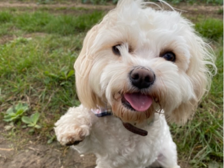 “There’s a good boy”: Covid and pets