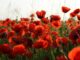 Community reflects on Armistice Day as  vandalism shocks local residents